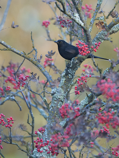 Mustarastas, Common Blackbird, Turdus merula