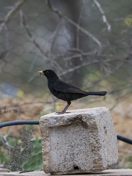 Mustarastas, Common Blackbird, Turdus merula