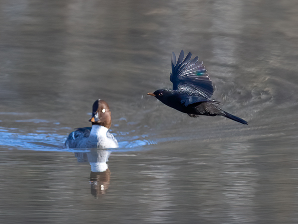 Mustarastas, Common Blackbird, Turdus merula