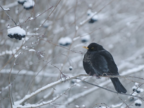 Mustarastas, Common Blackbird, Turdus merula