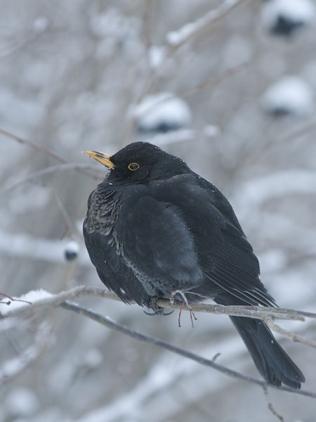 Mustarastas, Common Blackbird, Turdus merula