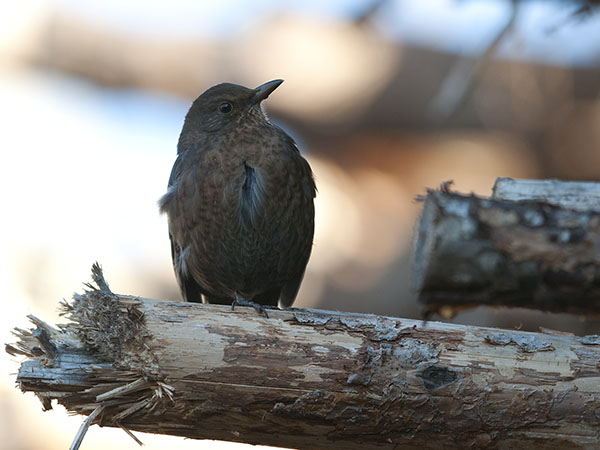 Mustarastas, Common Blackbird, Turdus merula