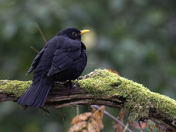 Mustarastas, Common Blackbird, Turdus merula