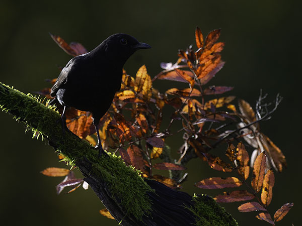 Mustarastas, Common Blackbird, Turdus merula