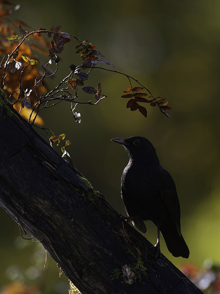 Mustarastas, Common Blackbird, Turdus merula
