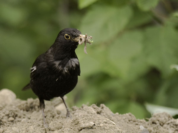 Mustarastas, Common Blackbird, Turdus merula