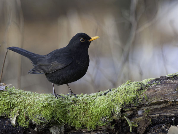 Mustarastas, Common Blackbird, Turdus merula