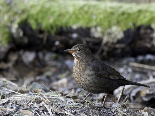 Mustarastas, Common Blackbird, Turdus merula
