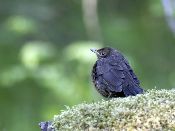 Mustarastas, Common Blackbird, Turdus merula