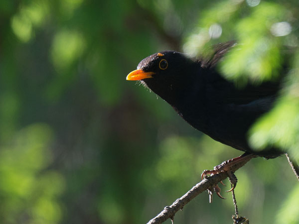 Mustarastas, Common Blackbird, Turdus merula