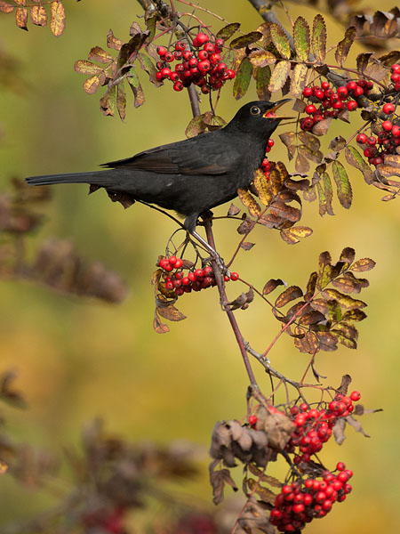 Mustarastas, Common Blackbird, Turdus merula