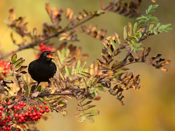 Mustarastas, Common Blackbird, Turdus merula