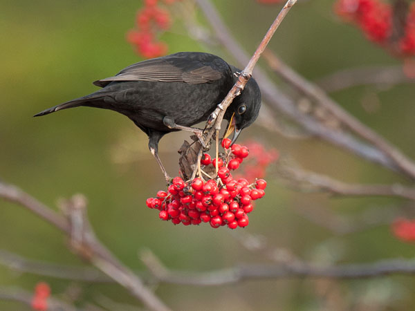 Mustarastas, Common Blackbird, Turdus merula