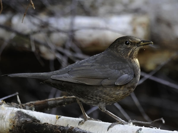 Mustarastas, Common Blackbird, Turdus merula