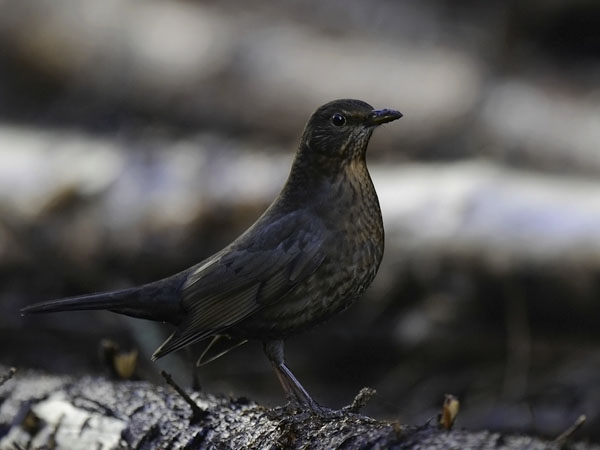 Mustarastas, Common Blackbird, Turdus merula
