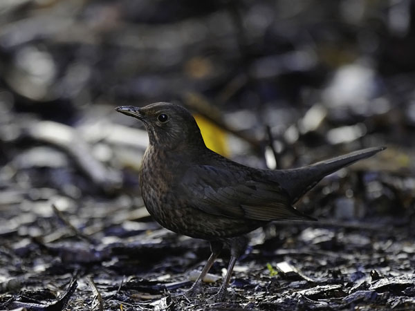 Mustarastas, Common Blackbird, Turdus merula