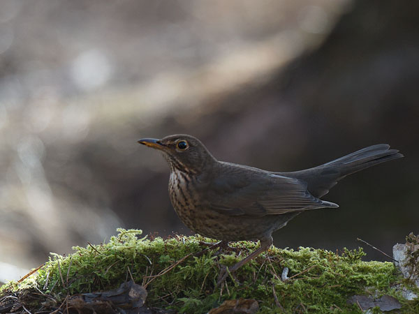 Mustarastas, Common Blackbird, Turdus merula