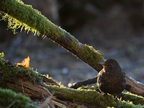 Mustarastas, Common Blackbird, Turdus merula