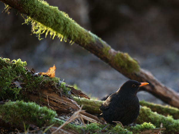 Mustarastas, Common Blackbird, Turdus merula