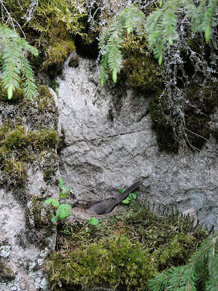 Mustarastas, Common Blackbird, Turdus merula