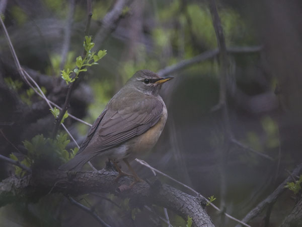 Harmaakurkkurastas, Eyebrowed Thrush, Turdus obscurus