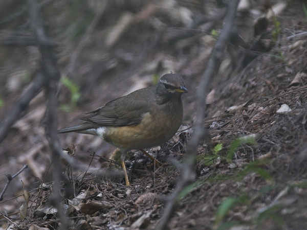 Harmaakurkkurastas, Eyebrowed Thrush, Turdus obscurus