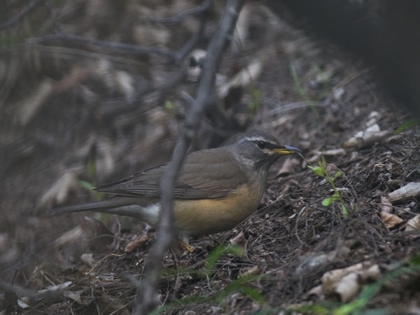 Harmaakurkkurastas, Eyebrowed Thrush, Turdus obscurus
