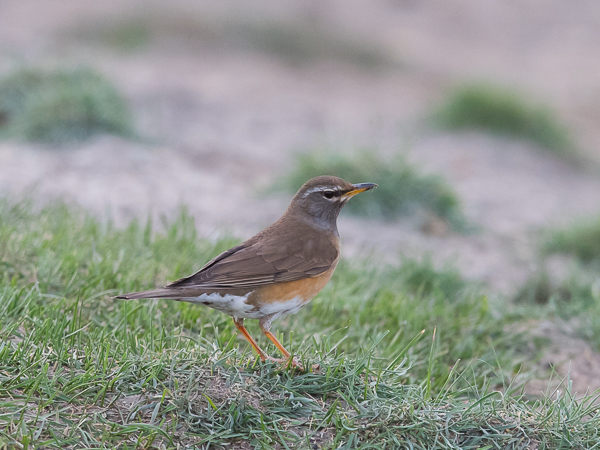 Harmaakurkkurastas, Eyebrowed Thrush, Turdus obscurus