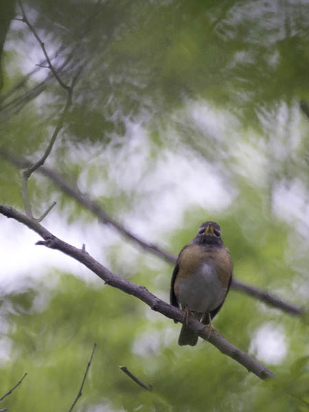 Harmaakurkkurastas, Eyebrowed Thrush, Turdus obscurus