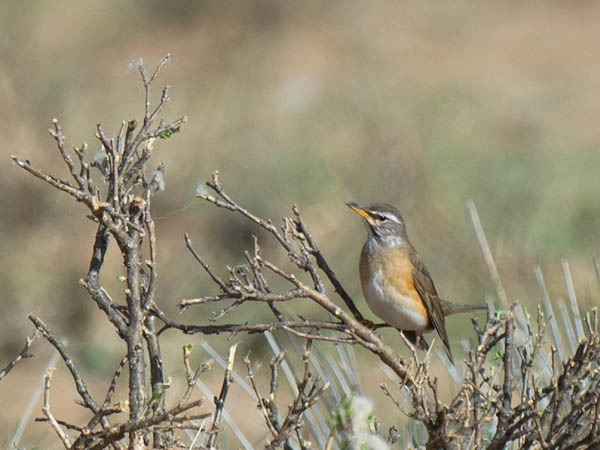 Harmaakurkkurastas, Eyebrowed Thrush, Turdus obscurus