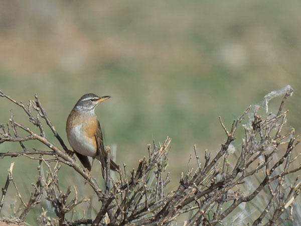 Harmaakurkkurastas, Eyebrowed Thrush, Turdus obscurus