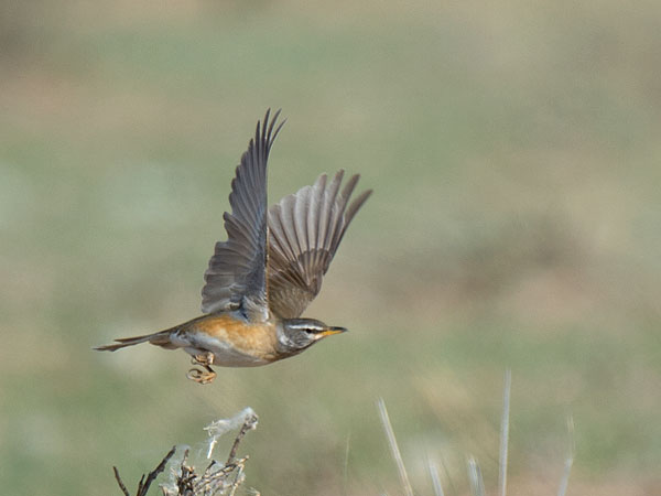 Harmaakurkkurastas, Eyebrowed Thrush, Turdus obscurus