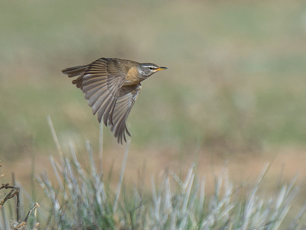 Harmaakurkkurastas, Eyebrowed Thrush, Turdus obscurus