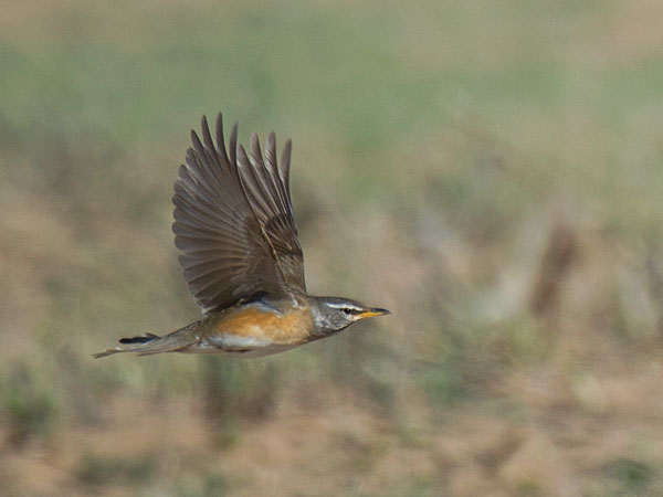 Harmaakurkkurastas, Eyebrowed Thrush, Turdus obscurus