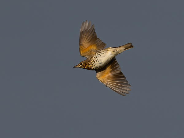 Laulurastas, Song Thrush, Turdus philomelos
