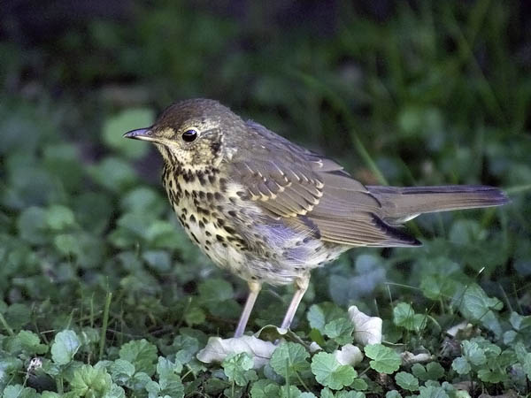 Laulurastas, Song Thrush, Turdus philomelos