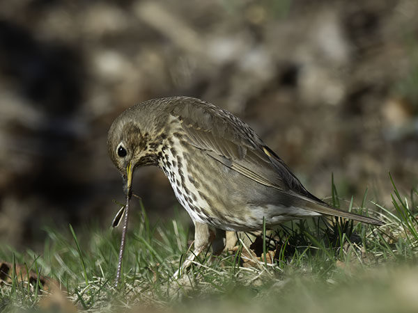 Laulurastas, Song Thrush, Turdus philomelos