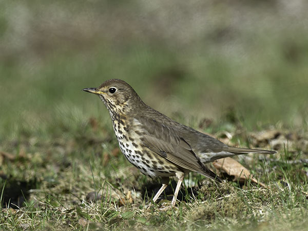 Laulurastas, Song Thrush, Turdus philomelos