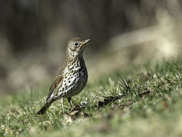Laulurastas, Song Thrush, Turdus philomelos