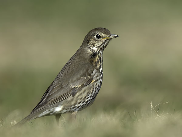 Laulurastas, Song Thrush, Turdus philomelos