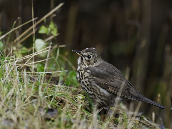 Laulurastas, Song Thrush, Turdus philomelos
