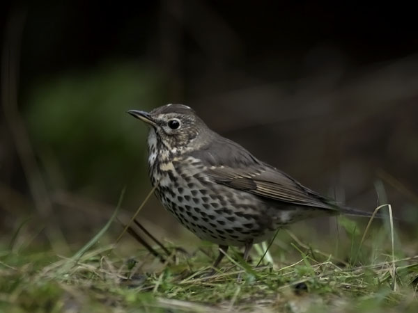 Laulurastas, Song Thrush, Turdus philomelos