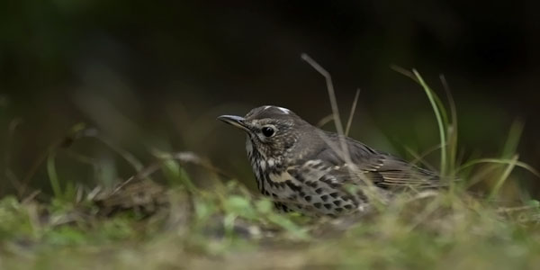 Laulurastas, Song Thrush, Turdus philomelos