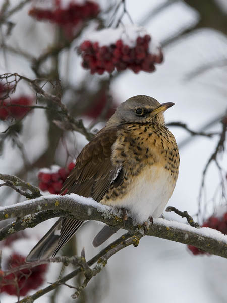 Räkättirastas, Fieldfare, Turdus pilaris