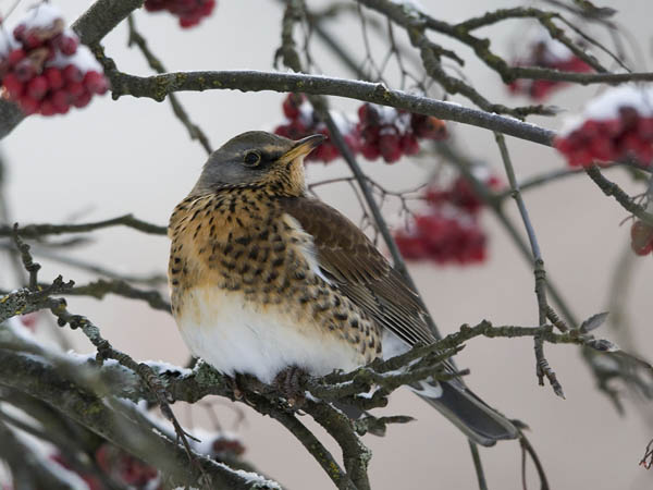 Räkättirastas, Fieldfare, Turdus pilaris