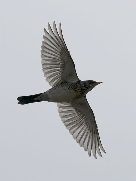 Räkättirastas, Fieldfare, Turdus pilaris