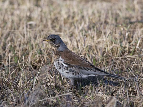 Räkättirastas, Fieldfare, Turdus pilaris