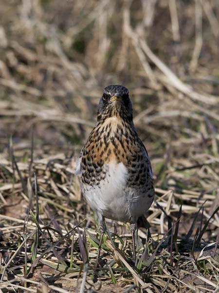 Räkättirastas, Fieldfare, Turdus pilaris