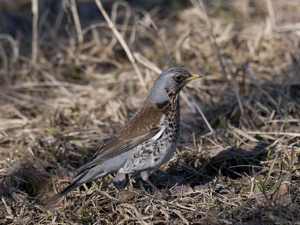 Räkättirastas, Fieldfare, Turdus pilaris