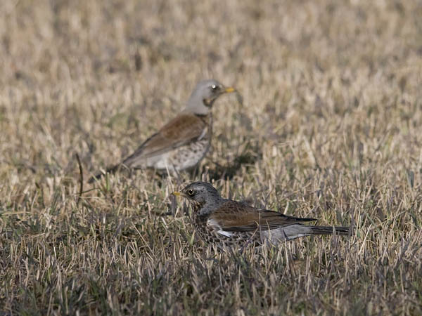 Räkättirastas, Fieldfare, Turdus pilaris